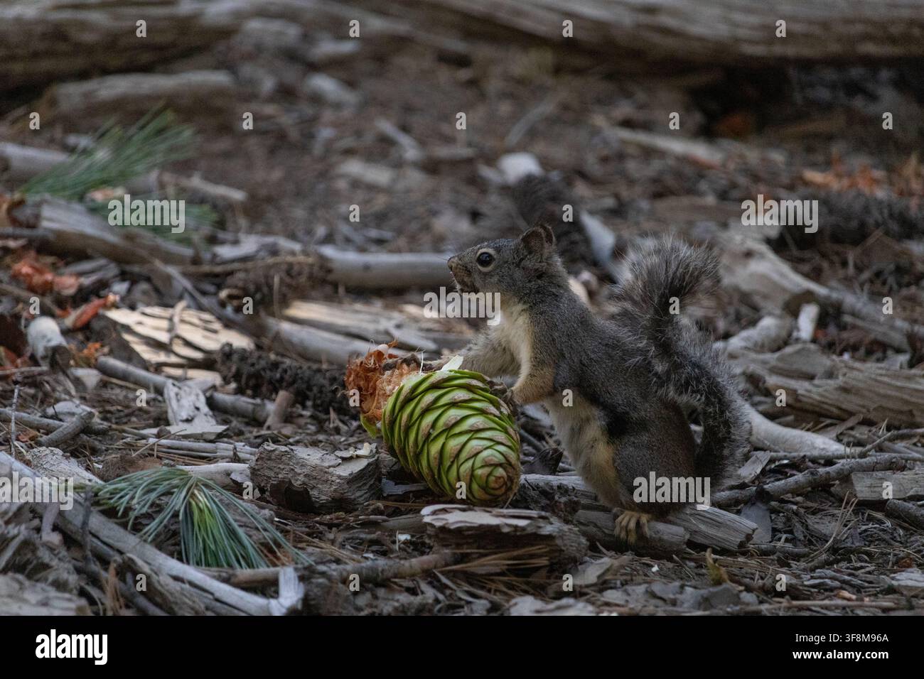 Wildes Eichhörnchen füttert sich mit einer grünen Kieferngespinst auf dem Waldboden im Mariposa Grove, Yosemite-Nationalpark, Kalifornien, USA. Stockfoto