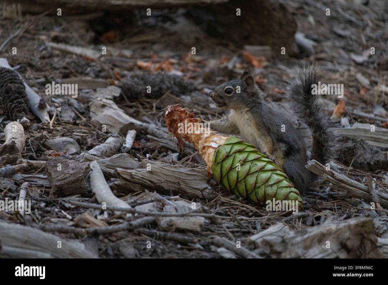 Wildes Eichhörnchen füttert sich mit einer grünen Kieferngespinst auf dem Waldboden im Mariposa Grove, Yosemite-Nationalpark, Kalifornien, USA. Stockfoto