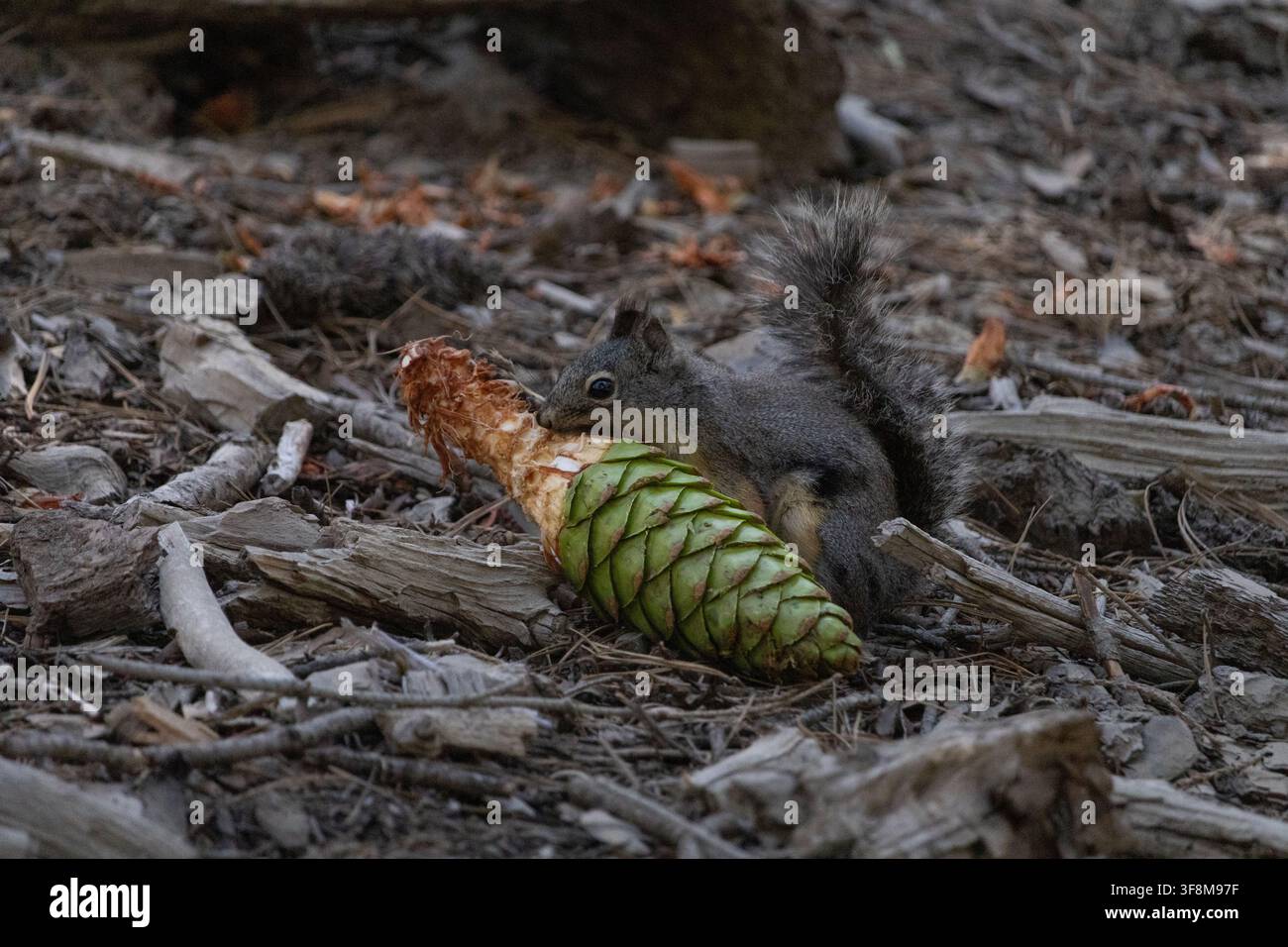 Wildes Eichhörnchen füttert sich mit einer grünen Kieferngespinst auf dem Waldboden im Mariposa Grove, Yosemite-Nationalpark, Kalifornien, USA. Stockfoto