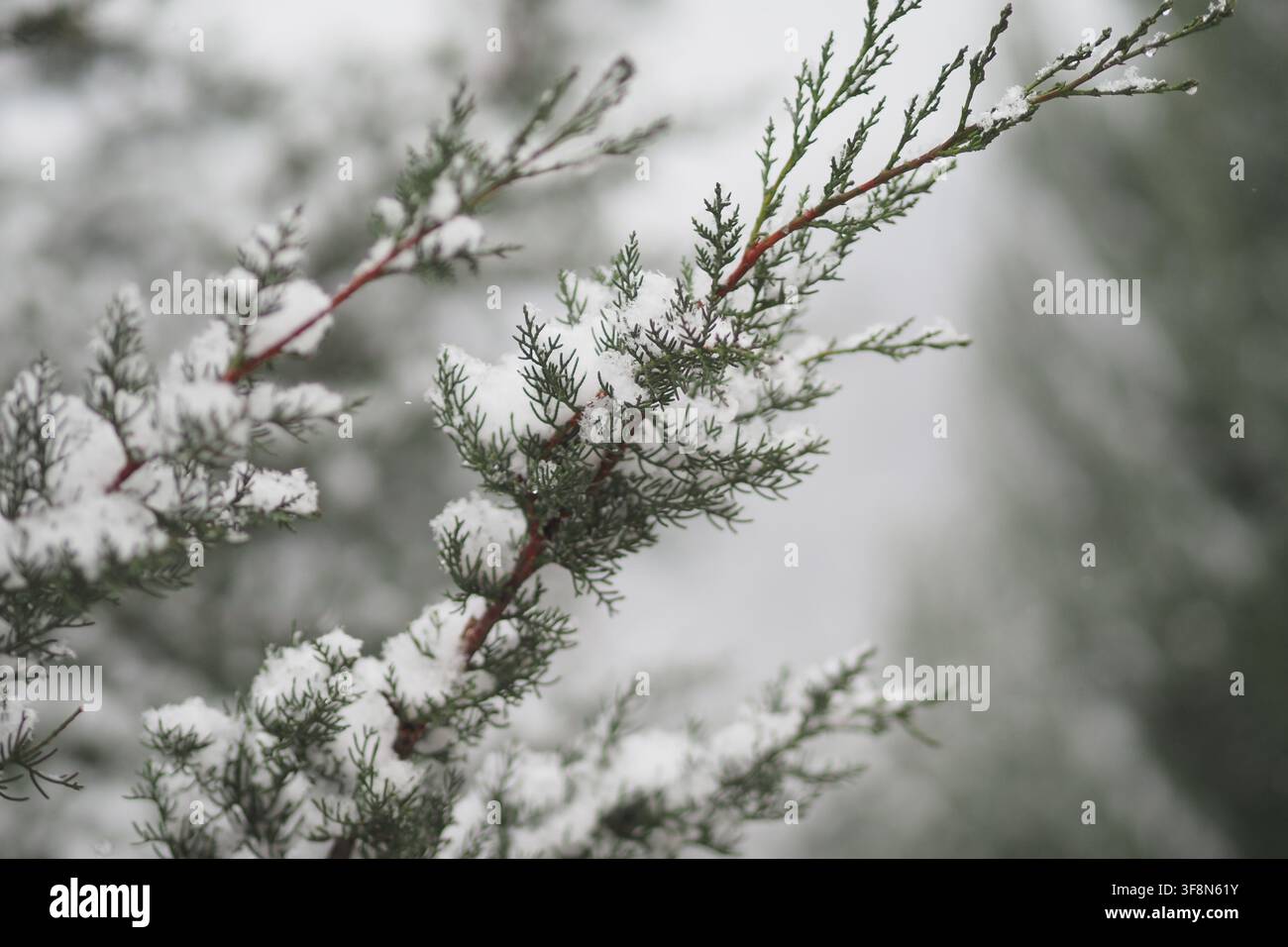 Schnee bedeckt Äste in einer Winterlandschaft Stockfoto