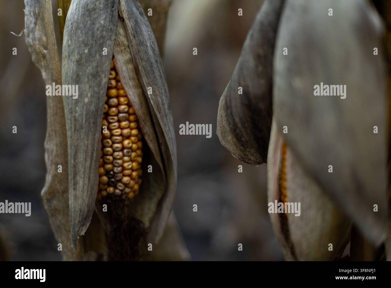 Agrartechnologien auf dem Bauernhof. Alte Maispflanzen. Hochwertiges Foto Stockfoto