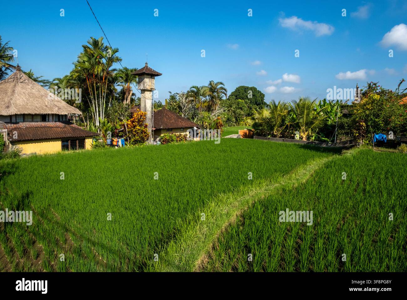 Reisfelder in Penestanan, Ubud, Bali, Indonesien Stockfoto