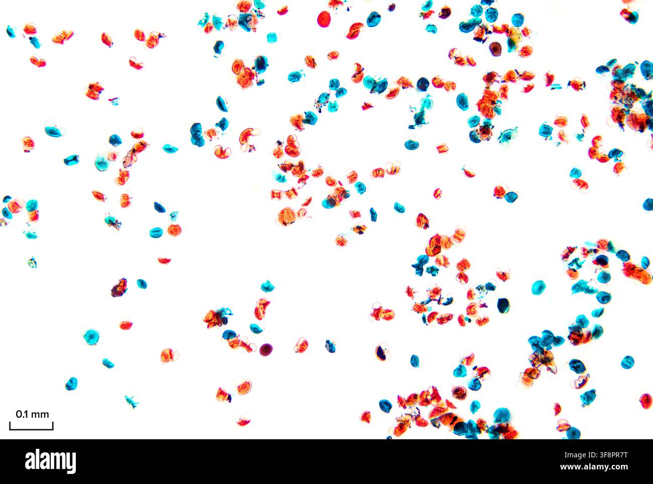 Kiefern pollen, Ganzpräparat, unter dem Lichtmikroskop. Kiefern pollen, durchscheinende Körper, flankiert von 2 ballonartigen Luftsäcken. Stockfoto