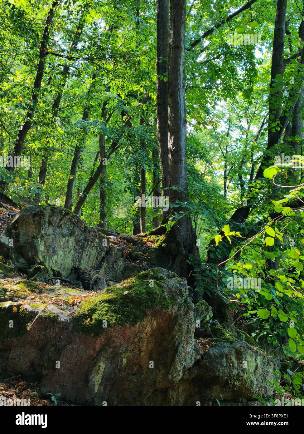 Grüner Laubwald mit moosbewachsenen Felsen und großen Baumstämmen im Sommersonnenschein Stockfoto