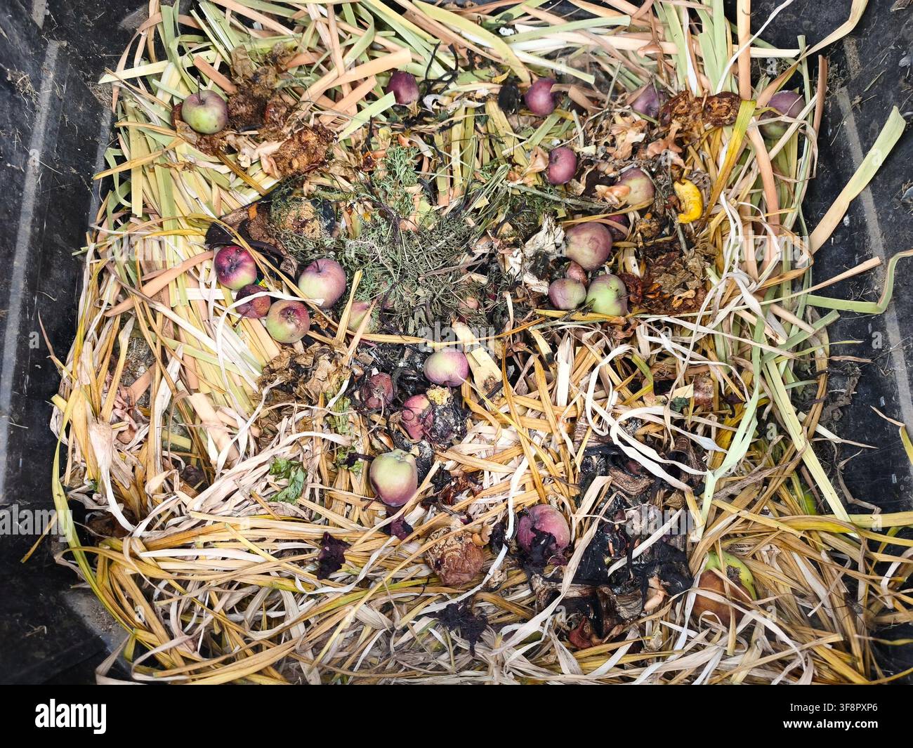 Organischer Küchenabfall mit verdorbenen Äpfeln und trockenem Gras in einer Kunststoff-Komposttonne - Smartphone-aufgenommenes Stockfoto