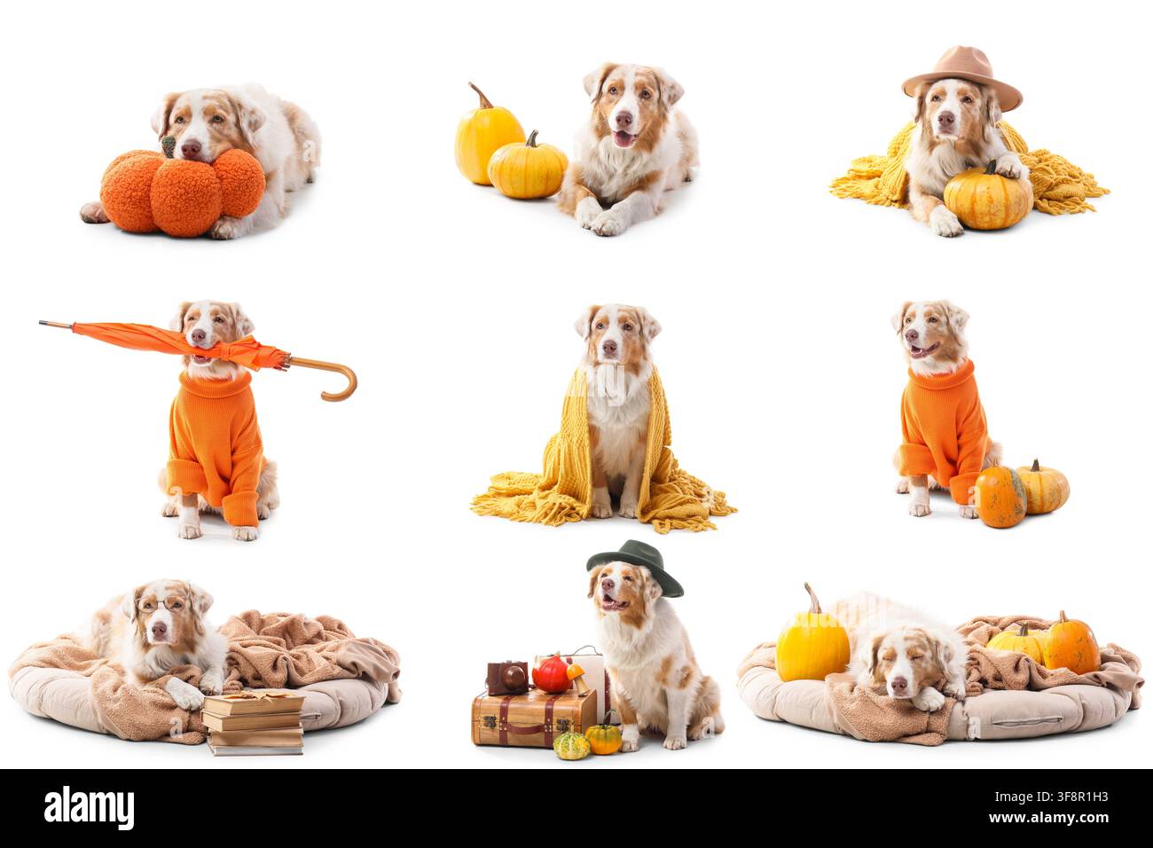 Neun Australian Shepherd Hunde in verschiedenen herbst- und halloween-thematischen Posen mit Kürbissen und Pullovern isoliert auf weißem Hintergrund Stockfoto
