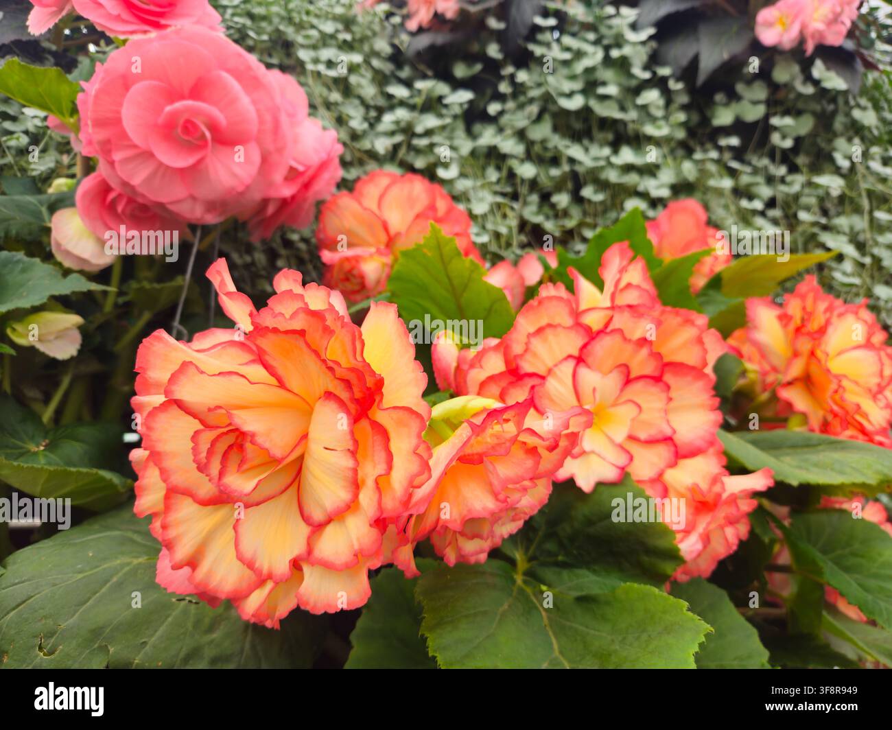 Helle orange und rosa Begonienblüten Nahaufnahme im Garten Natürlicher Hintergrund Stockfoto