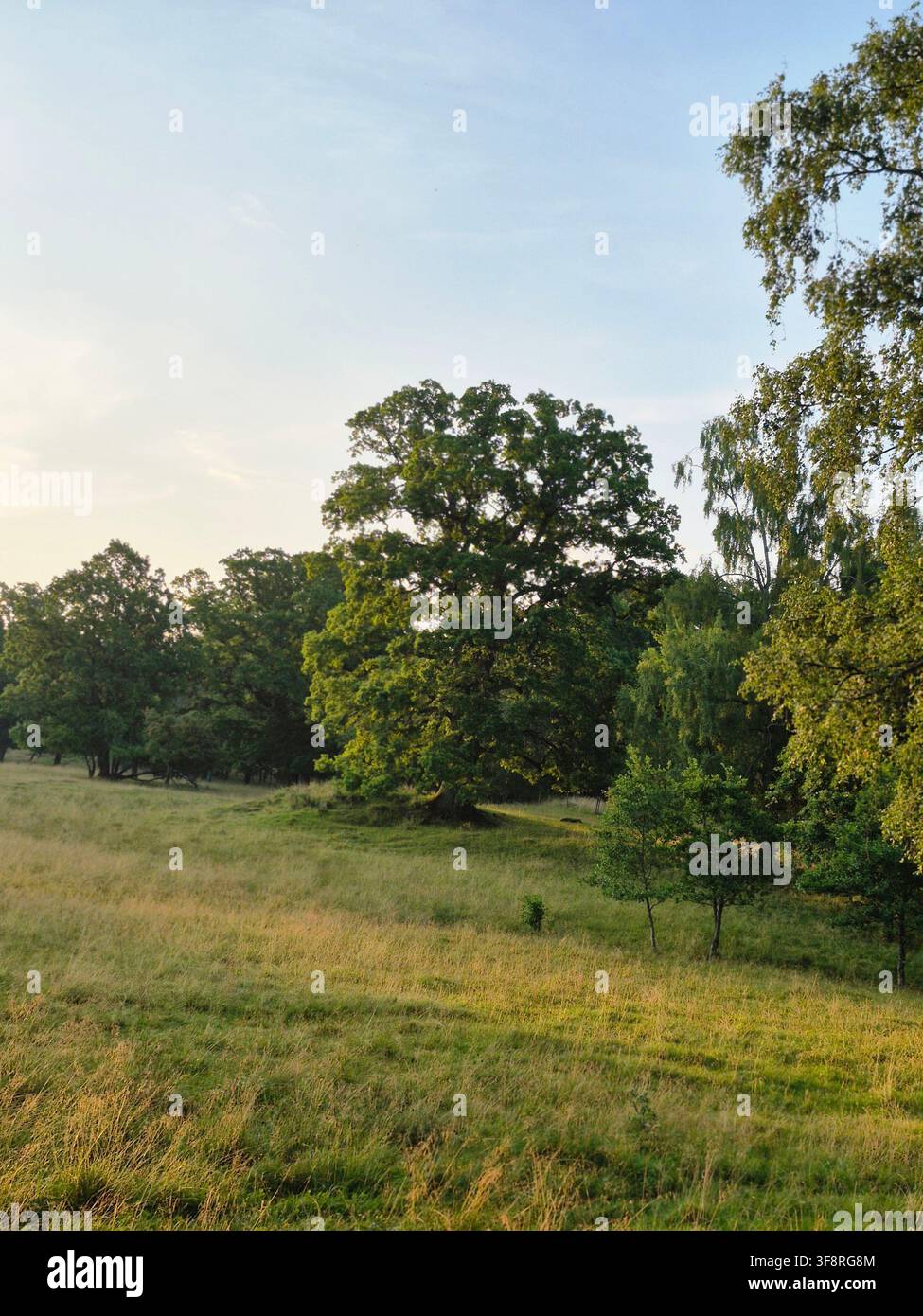 Friedliche schwedische Wiese mit großem altem Baum an einem Sommermorgen - Smartphone-aufgenommenes Stockfoto