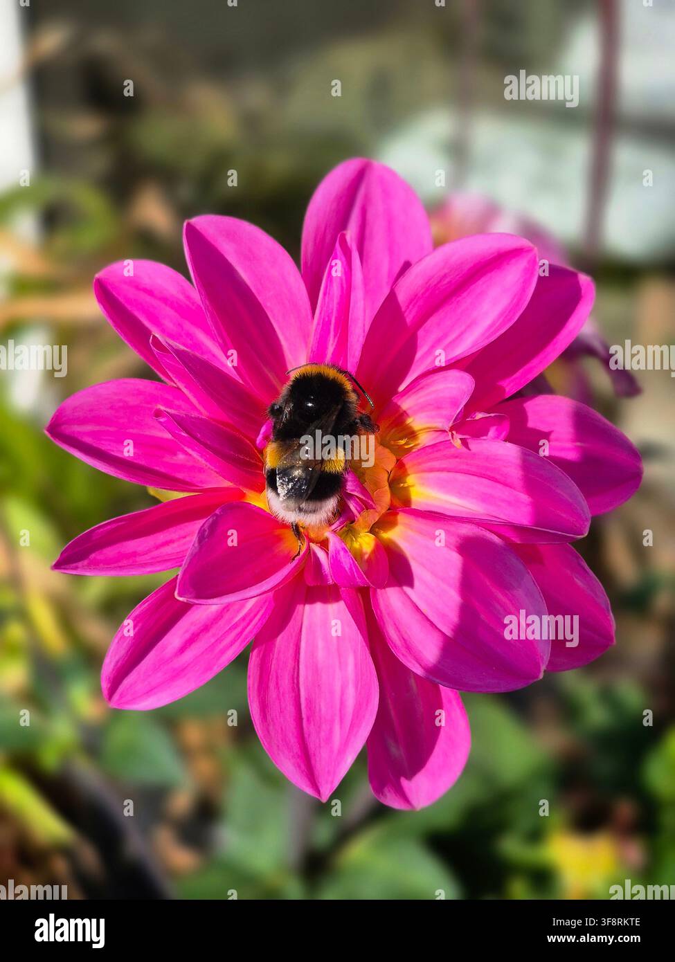 Bumblebee auf bunter Blume sammelt Nektar und Pollen Stockfoto