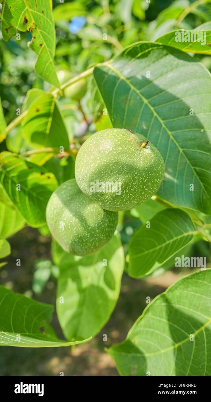 Grüne Walnüsse, die am Baum reifen, selektive Schärfentiefe. Stockfoto