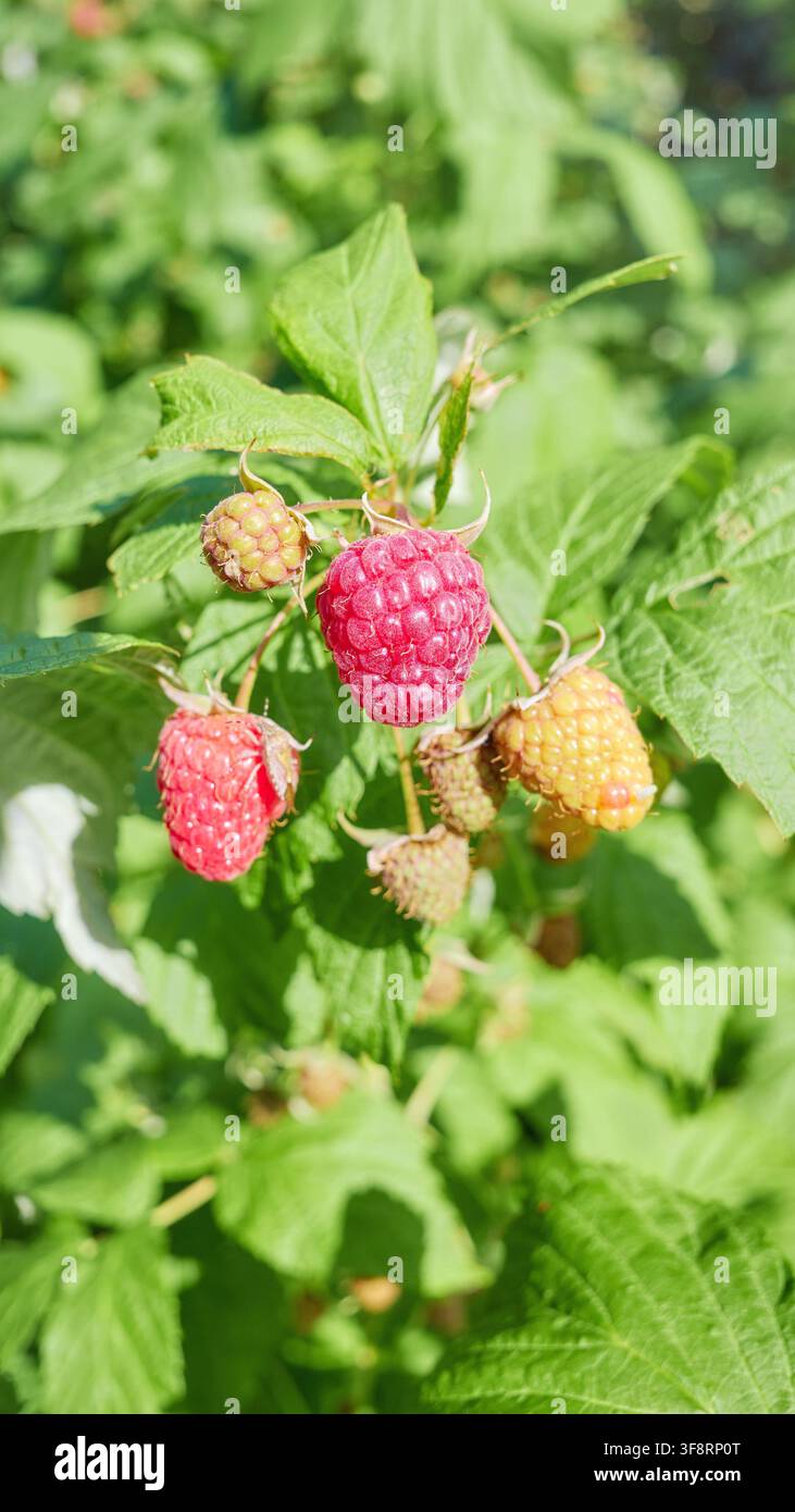 Eine Nahaufnahme von Bio-Himbeeren im Garten, selektive Schärfe. Stockfoto
