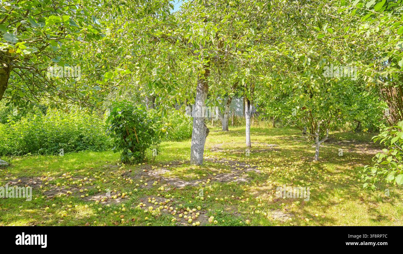 Ein alter Obstgarten mit gefallenen Äpfeln auf dem Boden. Stockfoto