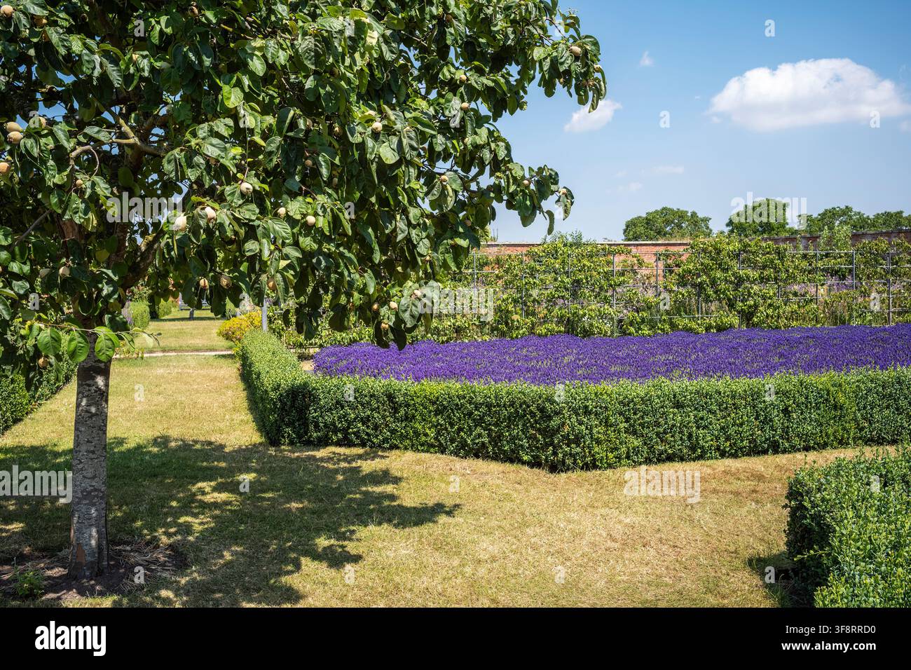 Ein auffälliges Lavendelbeet in einem ummauerten Garten, Attingham Park, Shropshire, UK Stockfoto