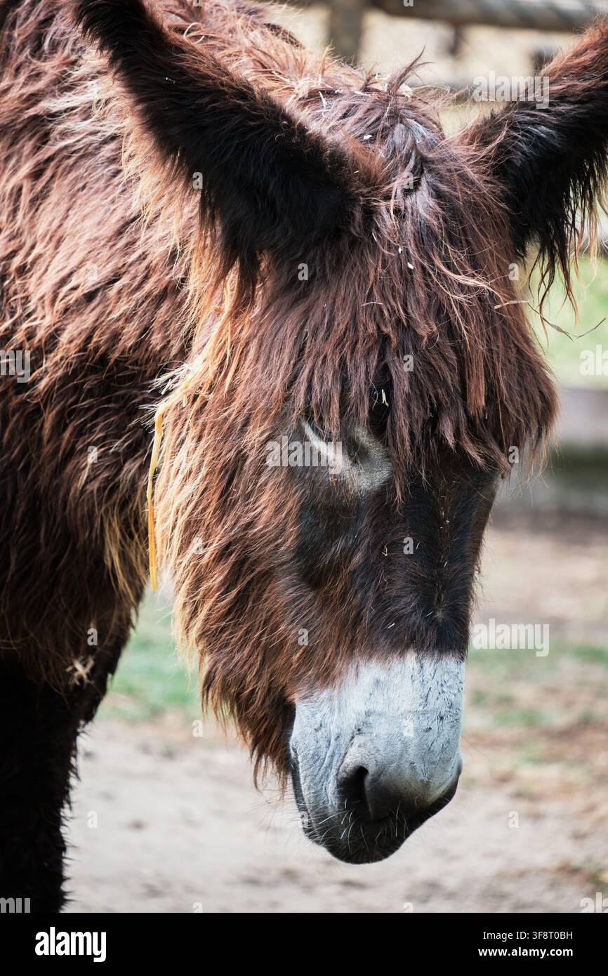 Zotteliger brauner Eselkopf und -hals im Nahaufnahme mit weißer Schnauze, Ohren sichtbar Stockfoto