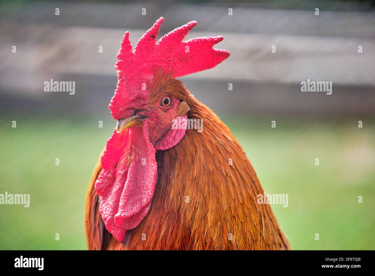 Hahn mit leuchtend rotem Kamm und Läppchen steht im Freien auf einem Bauernhof Stockfoto