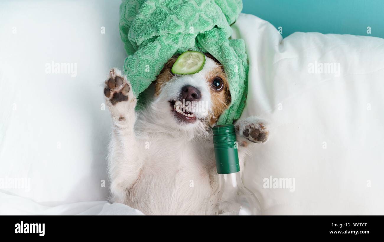 Jack Russell Terrier liegt in weißer Bettwäsche mit Gurkenscheiben über den Augen. Lustiger kleiner Hund ahmt eine entspannende Spa- und Selbstpflege-Beauty-Behandlung nach. Stockfoto