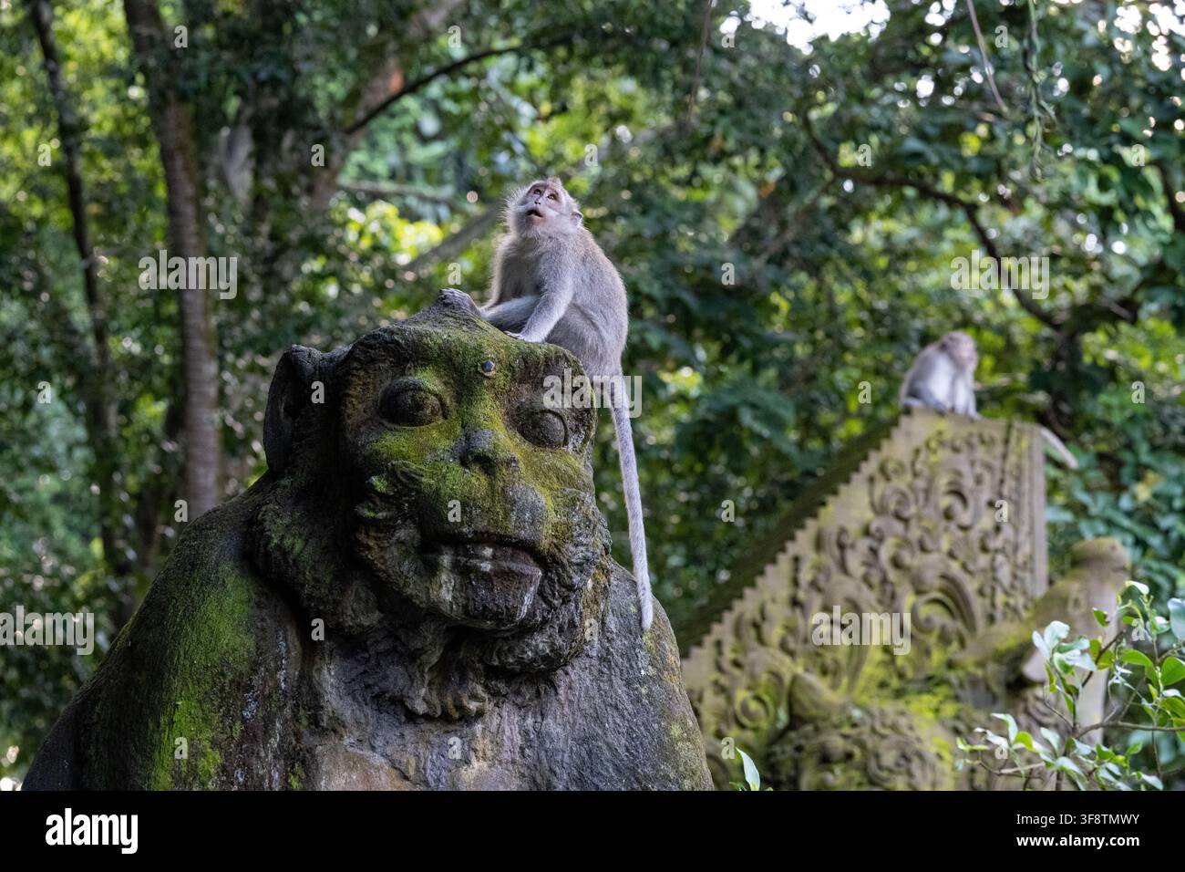 Zwei langschwänzige Makaken besetzen moosbedeckte Wächter- und Tempelskulpturen im Sacred Monkey Forest Sanctuary in Ubud, Bali. Stockfoto
