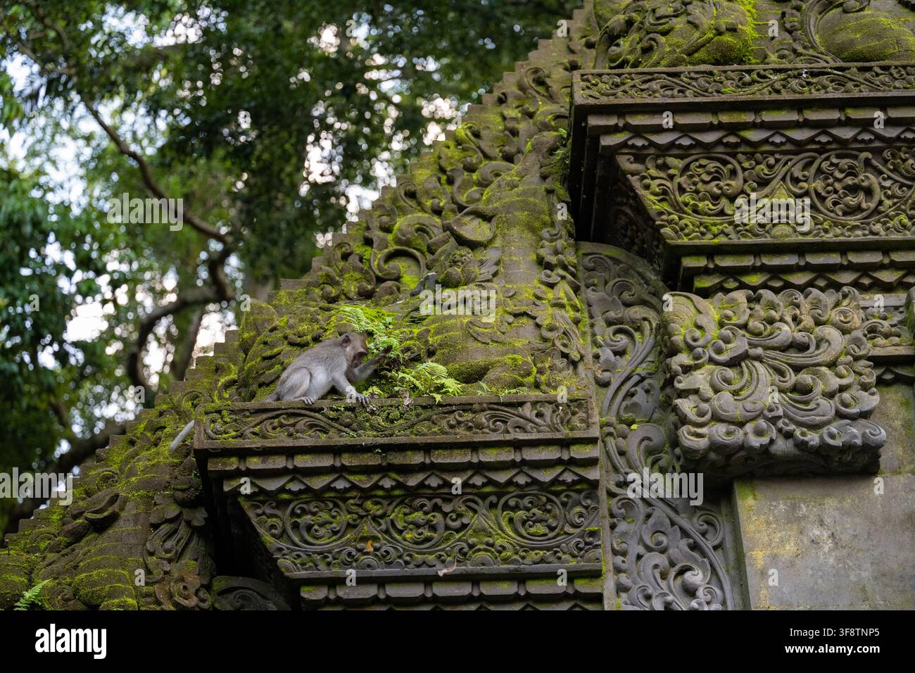 Ein langschwänziger Makake greift nach Vegetation, die über kunstvolle heilige Schnitzereien im Ubud Monkey Forest wächst Stockfoto