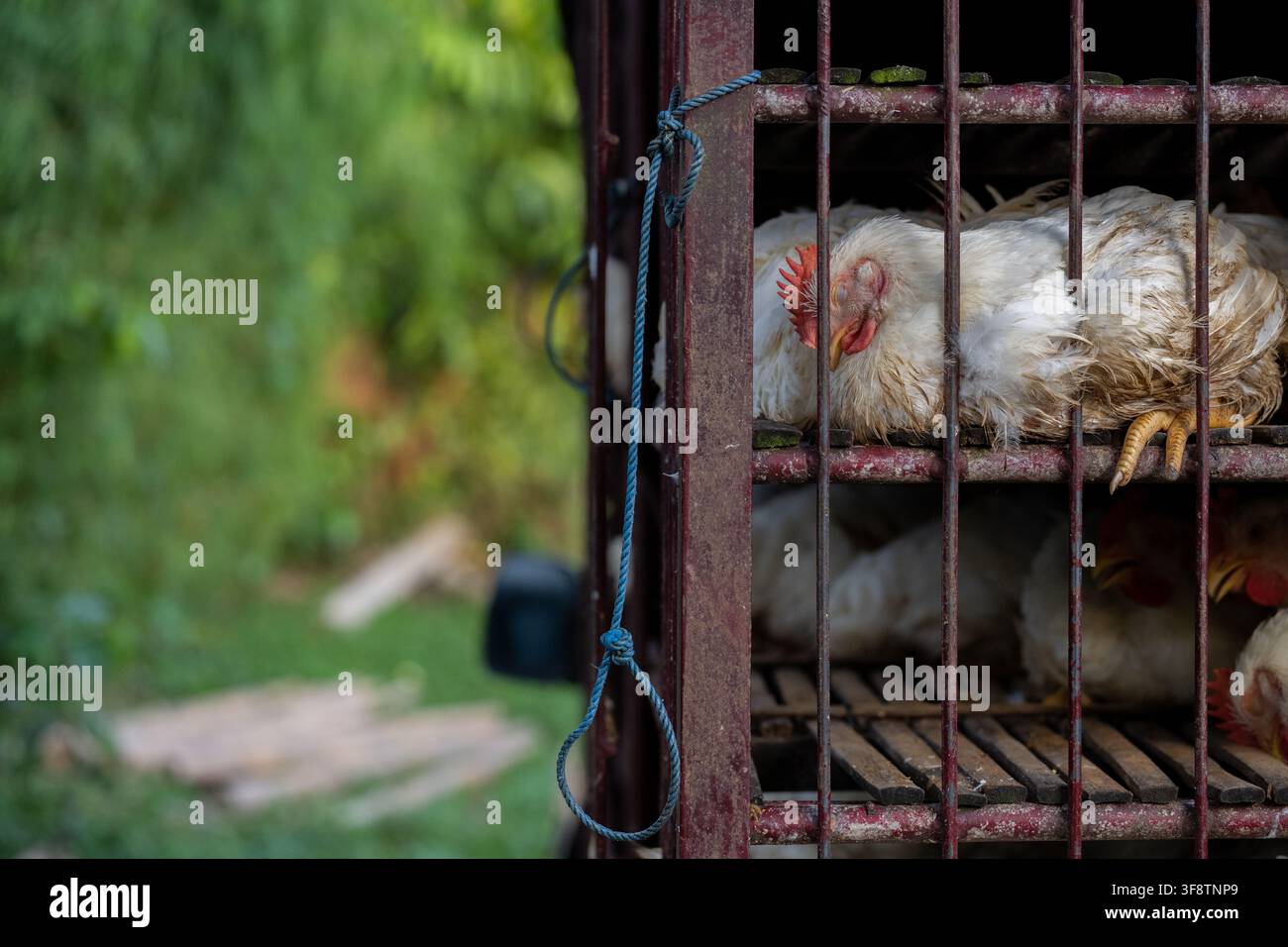 UBUD, BALI, INDONESIEN 10. MÄRZ 2026: Ein weißes Huhn ruht hinter Metallgittern in einem überfüllten mehrstufigen Transportkäfig in Ubud, während andere Vögel vi Stockfoto