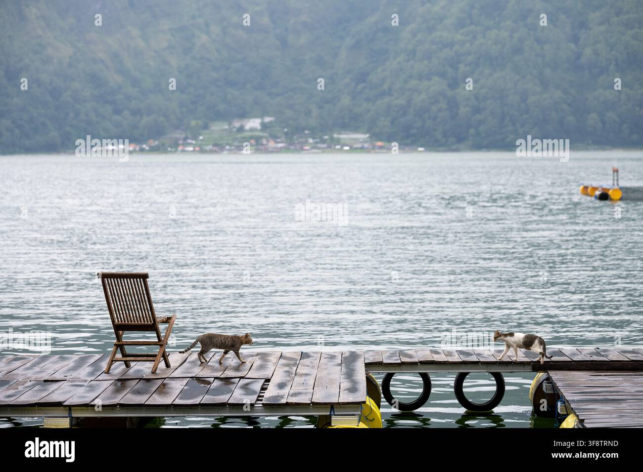 Zwei Hauskatzen gehen aufeinander zu über nasse schwimmende Docks am Lake Batur auf Bali. Stockfoto
