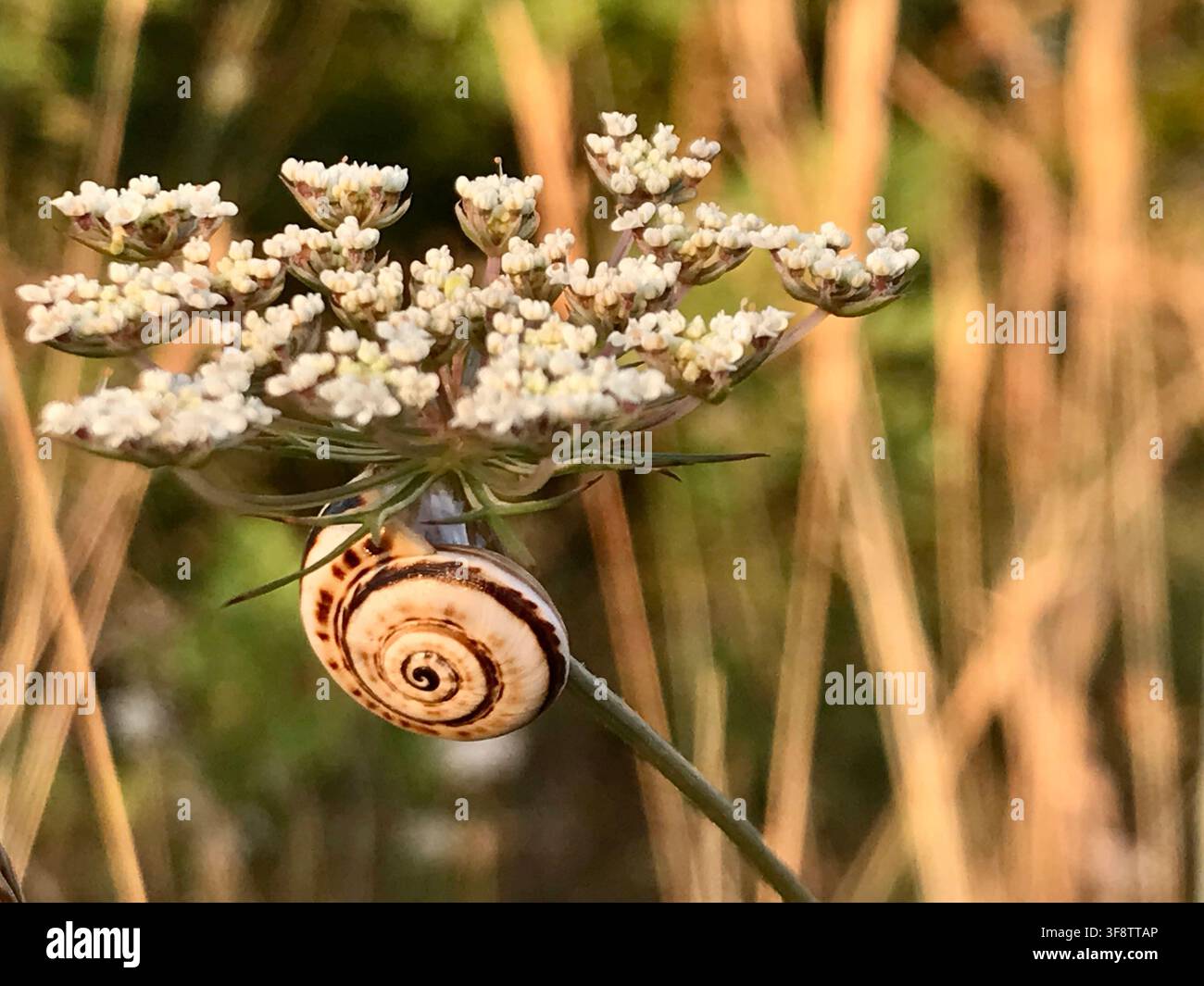 Nahaufnahme einer Schneckenschale auf einer weißen Blume im goldenen Abendlicht, Vinaròs, Spanien Stockfoto