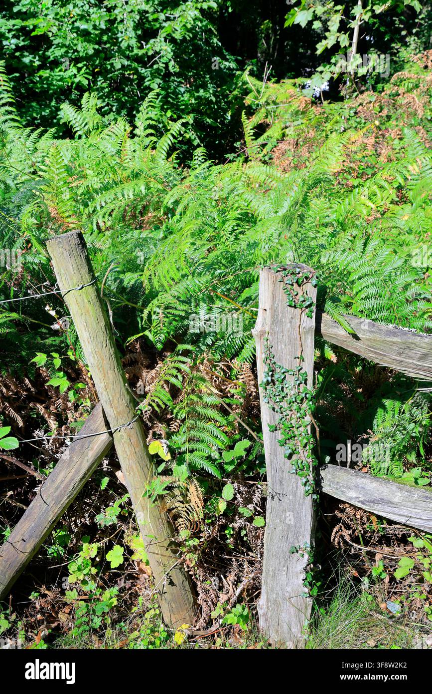 Bracken und windiger rustikaler Holzzaun Stockfoto