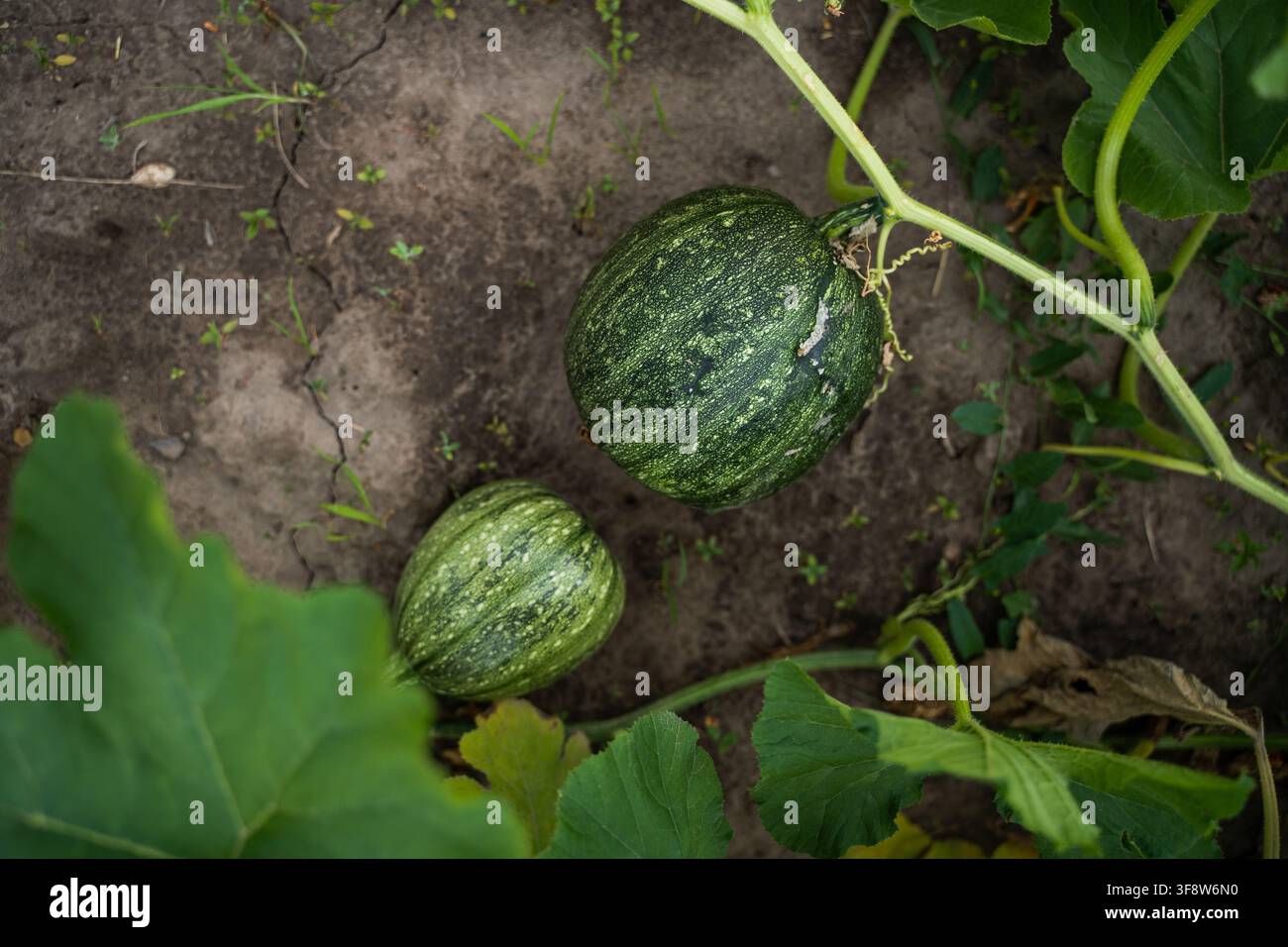 Junge grüne Squashes und Kürbisse, die an einer Ranke in fruchtbarem Boden wachsen, umgeben von großen blättrigen Pflanzen, die natürliches Wachstum und Landwirtschaft veranschaulichen Stockfoto