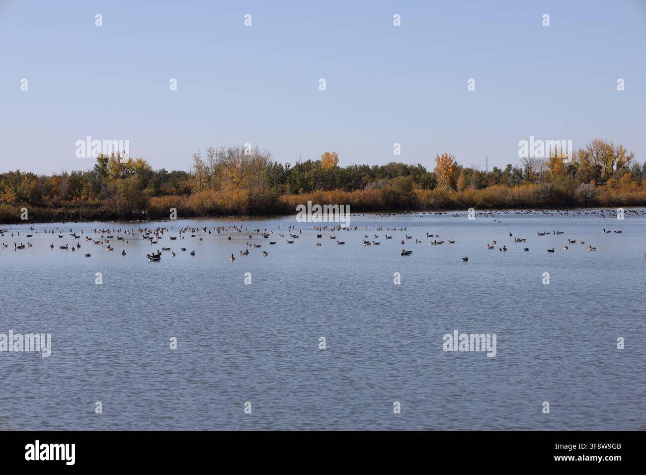 Kanada-Gänse versammeln sich im Herbst auf einem ruhigen See zur Vorbereitung auf die Wanderung in den Süden (Weitwinkel, Landschaft, saisonal, pastoral, ländlich) Stockfoto