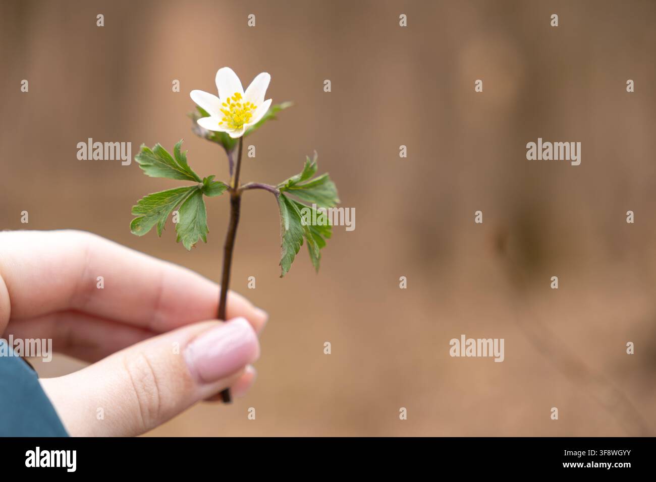 Kleine weiße Waldanemone, die von einer Person in einem ruhigen Wald gehalten wird, betont die Zerbrechlichkeit der Frühlingsblüten und eine achtsame friedliche Interaktion mit der Natur Stockfoto
