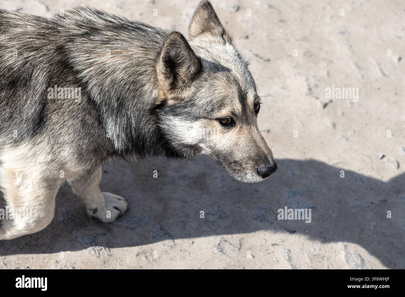 Ein aufmerksamer Mischling mit dickem grauem Fell erkundet eine belebte Stadtstraße und fängt das vorsichtige Verhalten eines obdachlosen Hundes ein, der allein zu überleben versucht Stockfoto