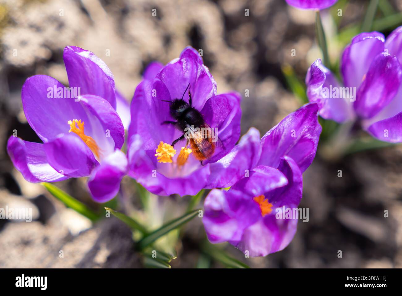 Makroaufnahme eines dunklen Insekts, das an einem hellen Tag einen blühenden violetten Krokus besucht, und fängt die zarte Interaktion zwischen einem Bestäuber und der Flora ein Stockfoto