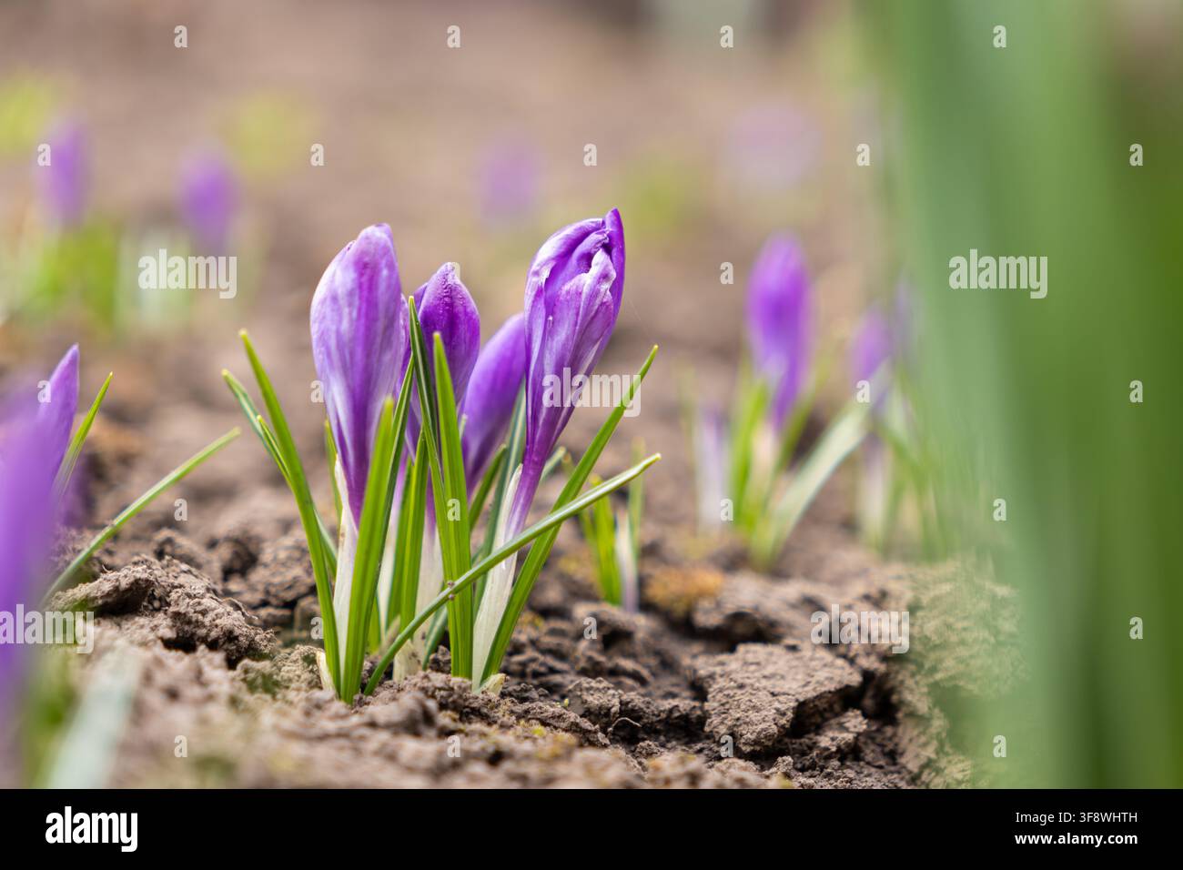 Makroaufnahme von zarten Krokusblüten, die aus trockener Erde emporsteigen und den Übergang zum Frühling mit frischem botanischem Leben, Wachstum, floraler Schönheit darstellen und Stockfoto
