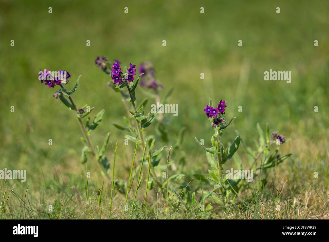 Anchusa officinalis, gewöhnlicher Ackerkrat, blüht in einer natürlichen Wiese mit Büscheln von lebhaften purpurblauen Blüten, haarigen Stängeln und Blättern. Stockfoto