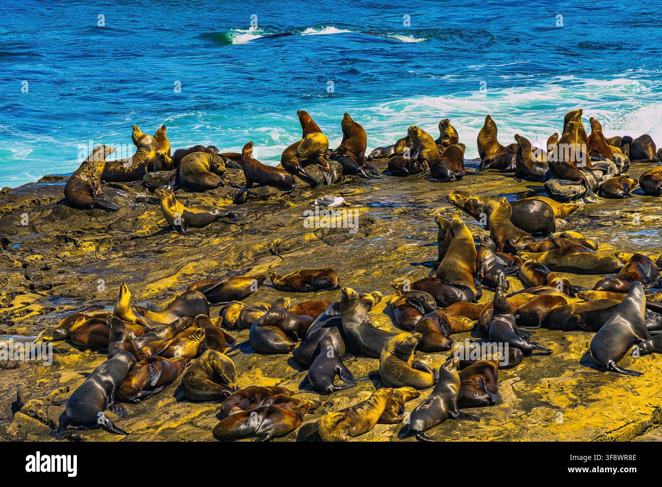 Große Kolonie von kalifornischen Seelöwen, die auf einem sonnenbeschienenen felsigen Küstenvorsprung ruhen, Ozeanwellen brechen dahinter. San Diego, Kalifornien, USA, Nordamerika Stockfoto