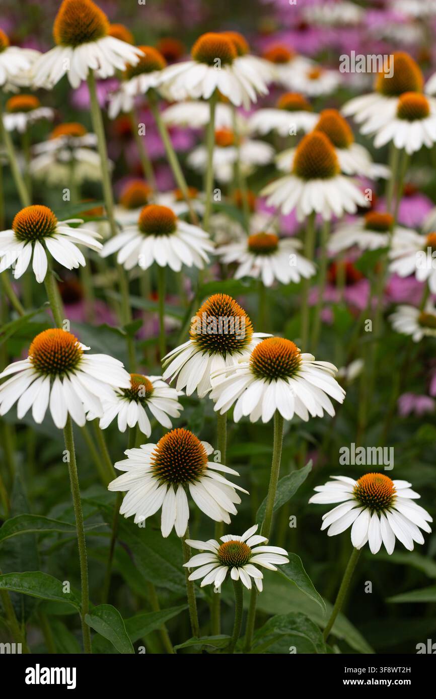 Weiße und einige violette Echinacea-purpurea-Blüten Stockfoto
