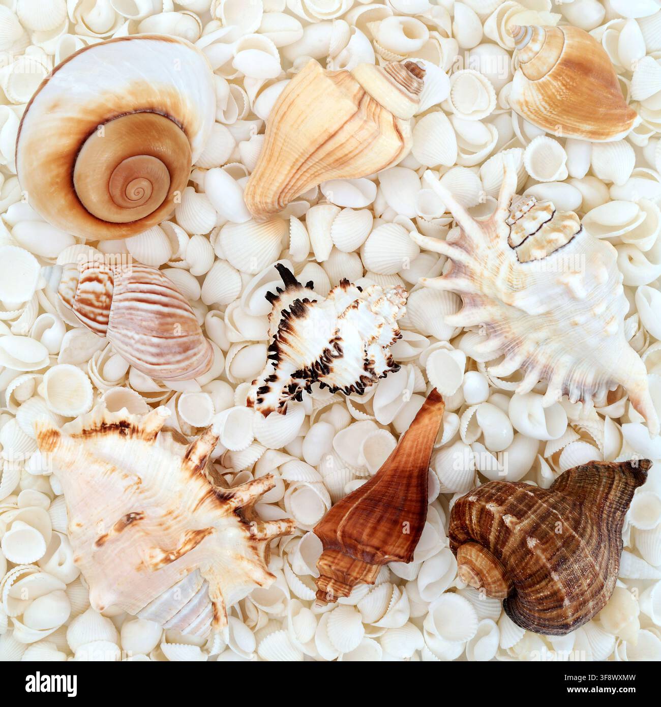 Sammlung großer Meeresmuscheln mit weißem Muschelhintergrund. Strandküsten-Dekorative Kunst. Grußkarte. Stockfoto