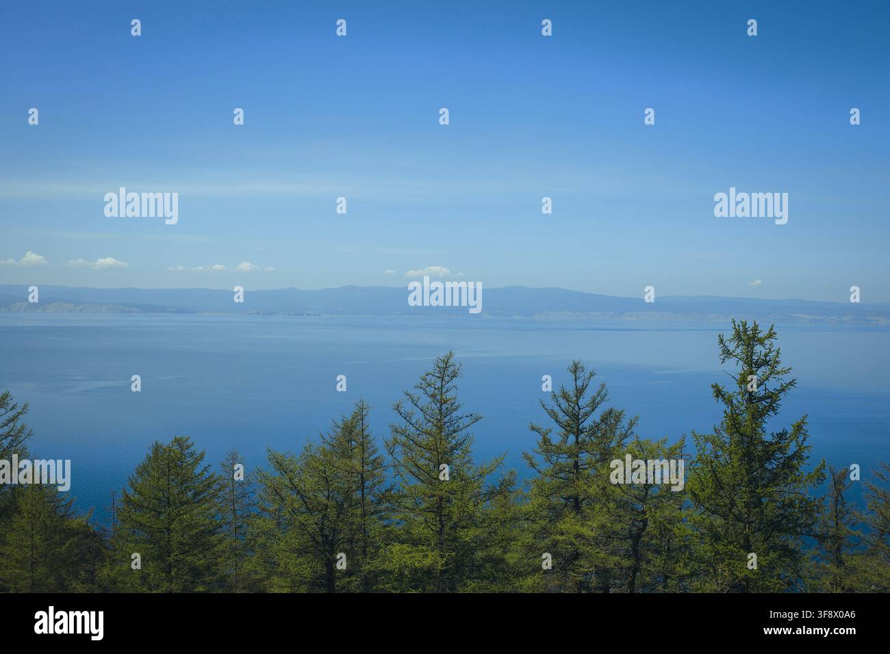 Lärchenzweige vor dem Wasser des Baikalsees in Sibirien, Russland Stockfoto