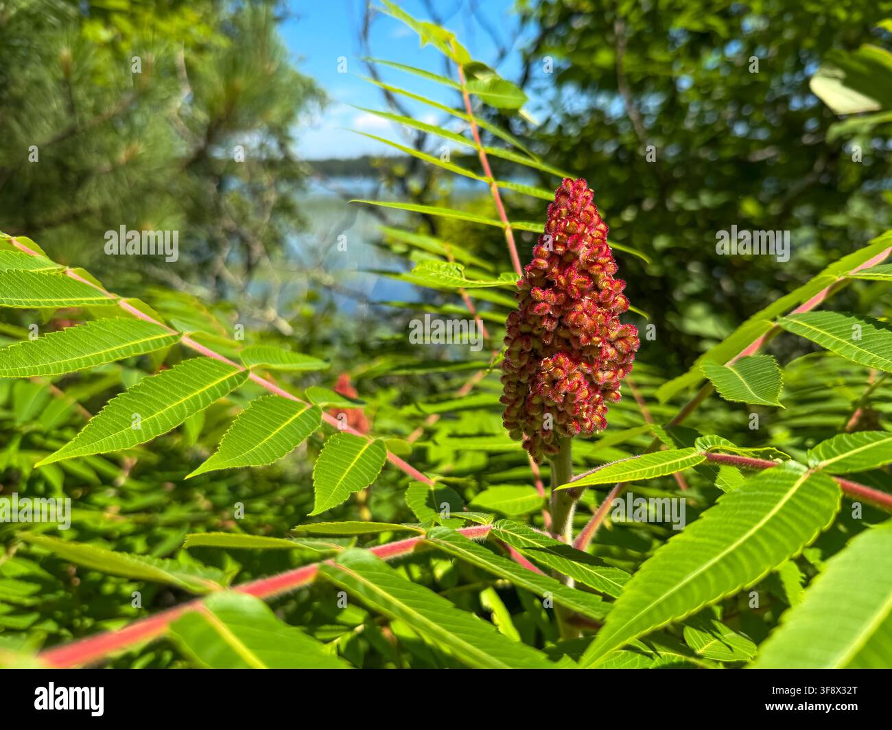 Reife tiefrote Staghorn-Sumach-Fruchtbüschel (Rhus typhina) im hellen Sonnenlicht mit einem See, der durch die zusammengesetzten grünen Blätter sichtbar ist, Minnesota. Stockfoto