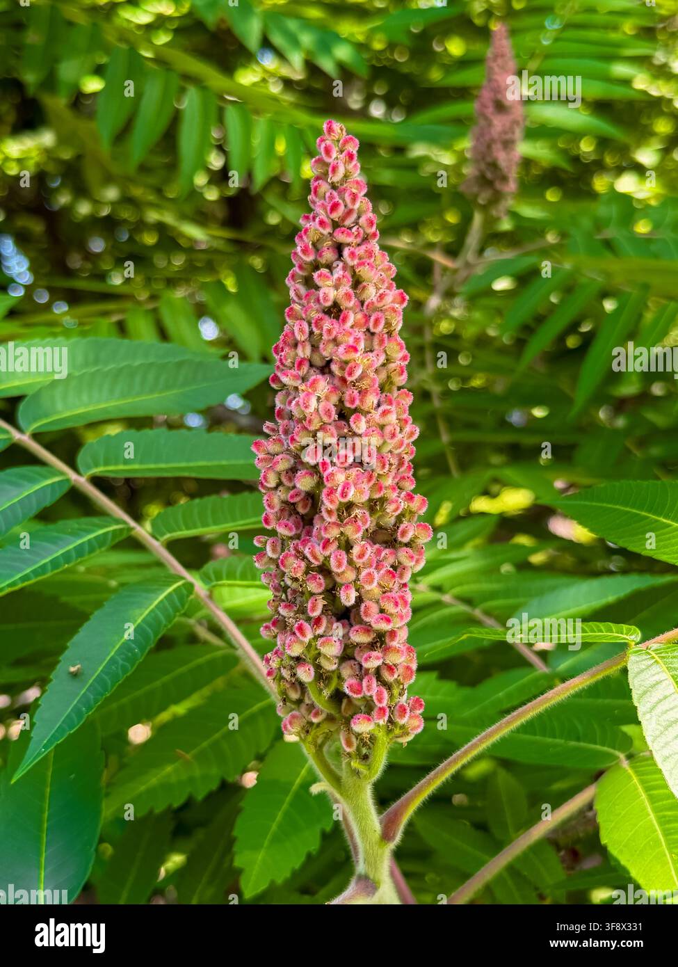 Nahaufnahme eines konischen Stachelbeerstrauchs (Rhus typhina) mit dicht gepackten rotspitzigen, flauschigen Früchten, umgeben von gefiederten zusammengesetzten Blättern. Stockfoto