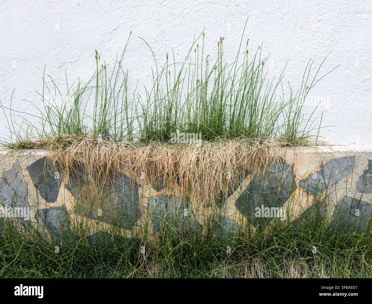 Wildes Gras entspringt einem Riss in einer weißen Stuckwand über einem Stein Sockel. Diese Szene spielt in einem städtischen Gebiet, wo die Natur einen Weg findet. Stockfoto