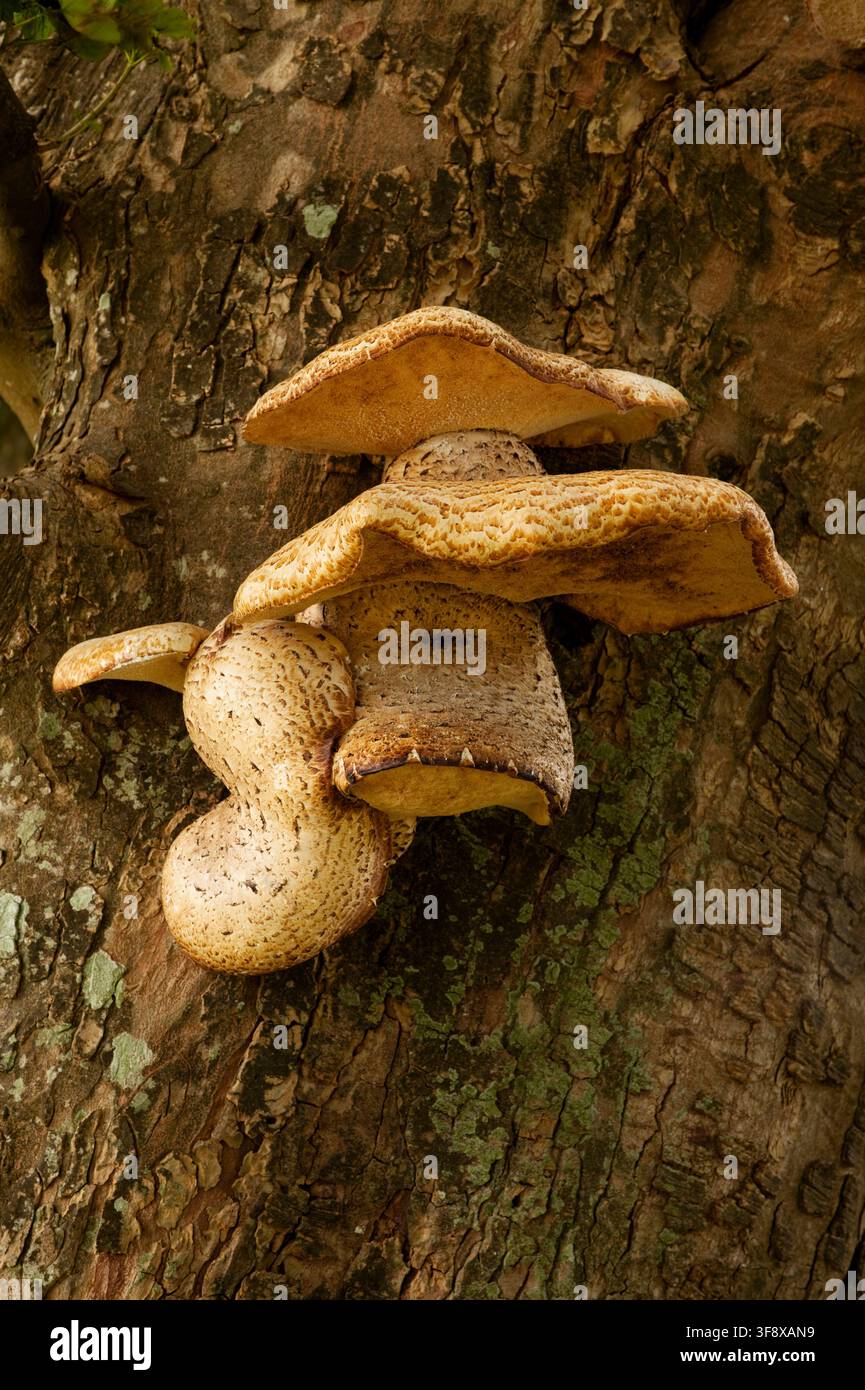 Bachhuhn-Rücken, Pilz oder Dryaden-Sattel oder Polyporus squamosus Stockfoto
