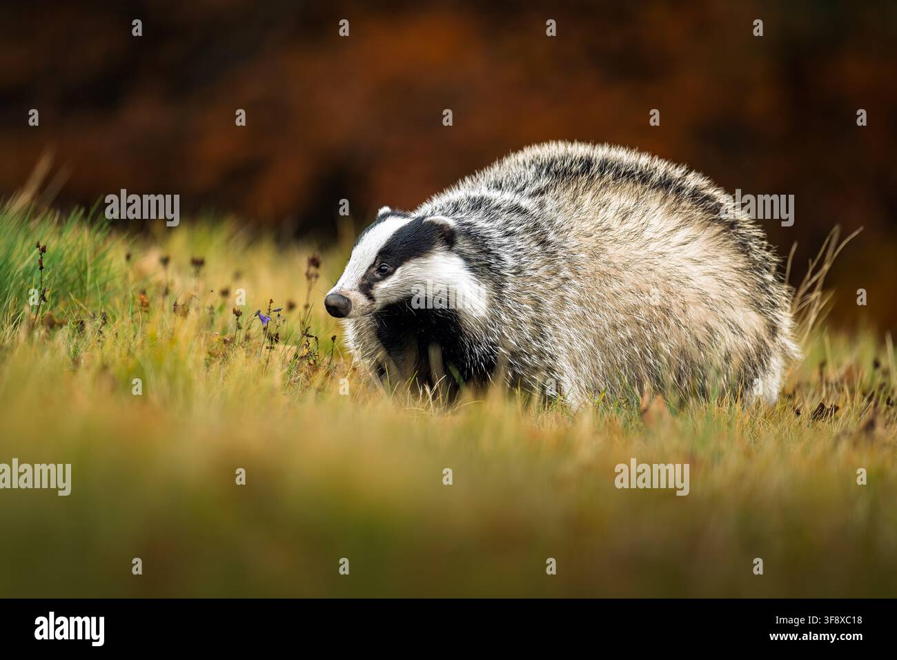 Wildes europäisches Dachs, Meles meles, mit schwarz-weiß gestreiftem Gesicht im Waldhabitat. Stockfoto