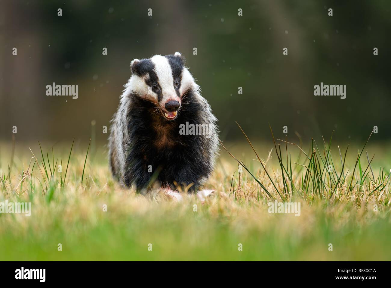 Wildes europäisches Dachs, Meles meles, mit schwarz-weiß gestreiftem Gesicht im Waldhabitat. Stockfoto