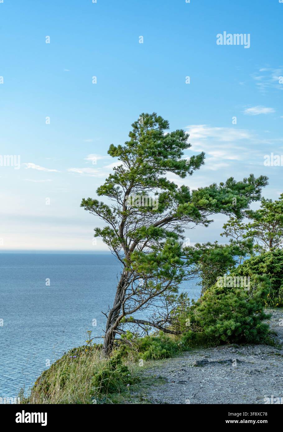 Kiefer, die am Rand der Panga-Klippe über der Ostsee auf der Insel Saaremaa in Estland wächst Stockfoto