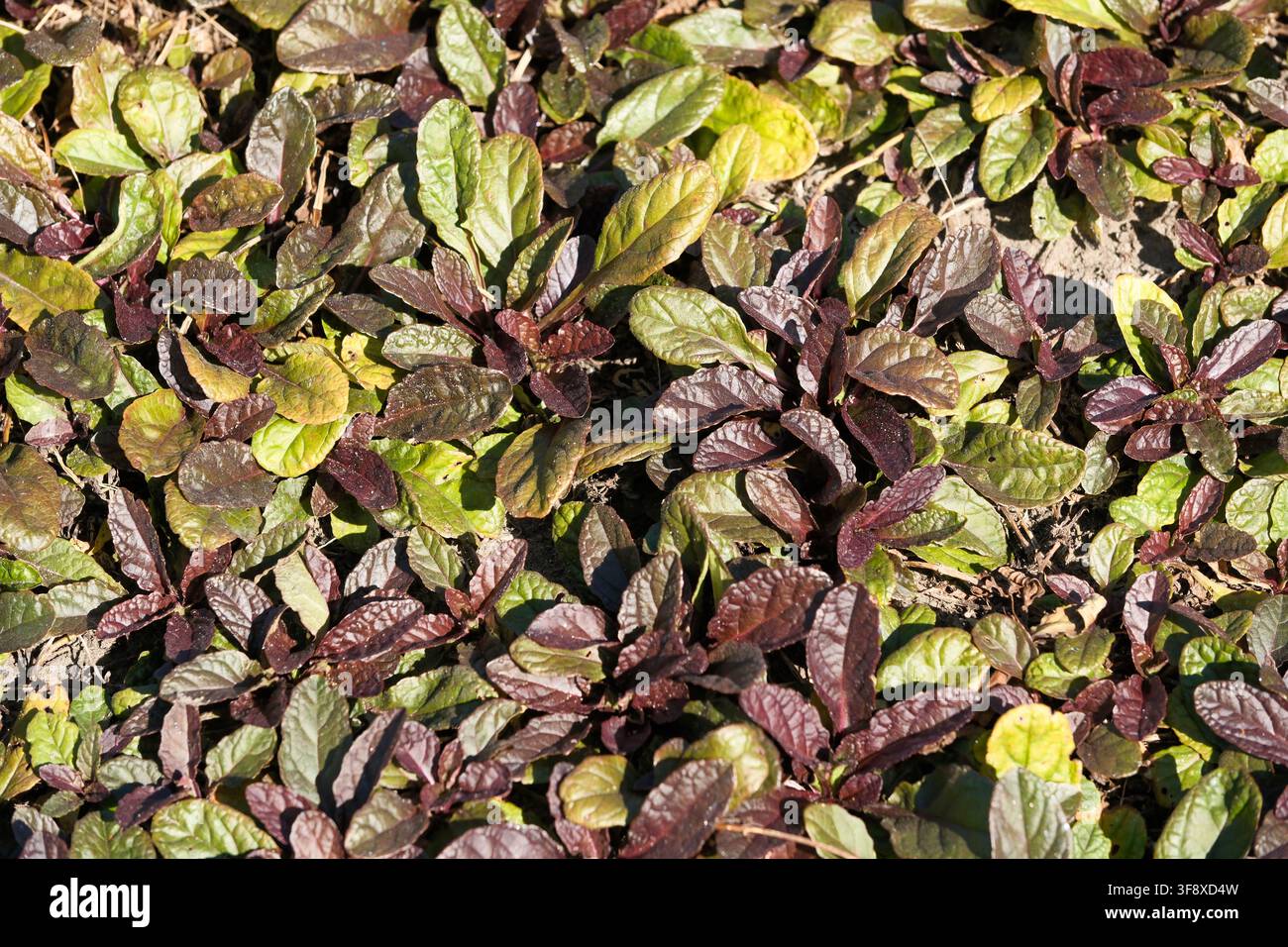 Hohe Blickwinkelansicht eines dichten Teppichs aus Bugleweed, Ajuga reptans Atropurpurea, der im Freien in einem sonnigen Garten wächst. Diese natürliche Hintergrundfotografie ca Stockfoto
