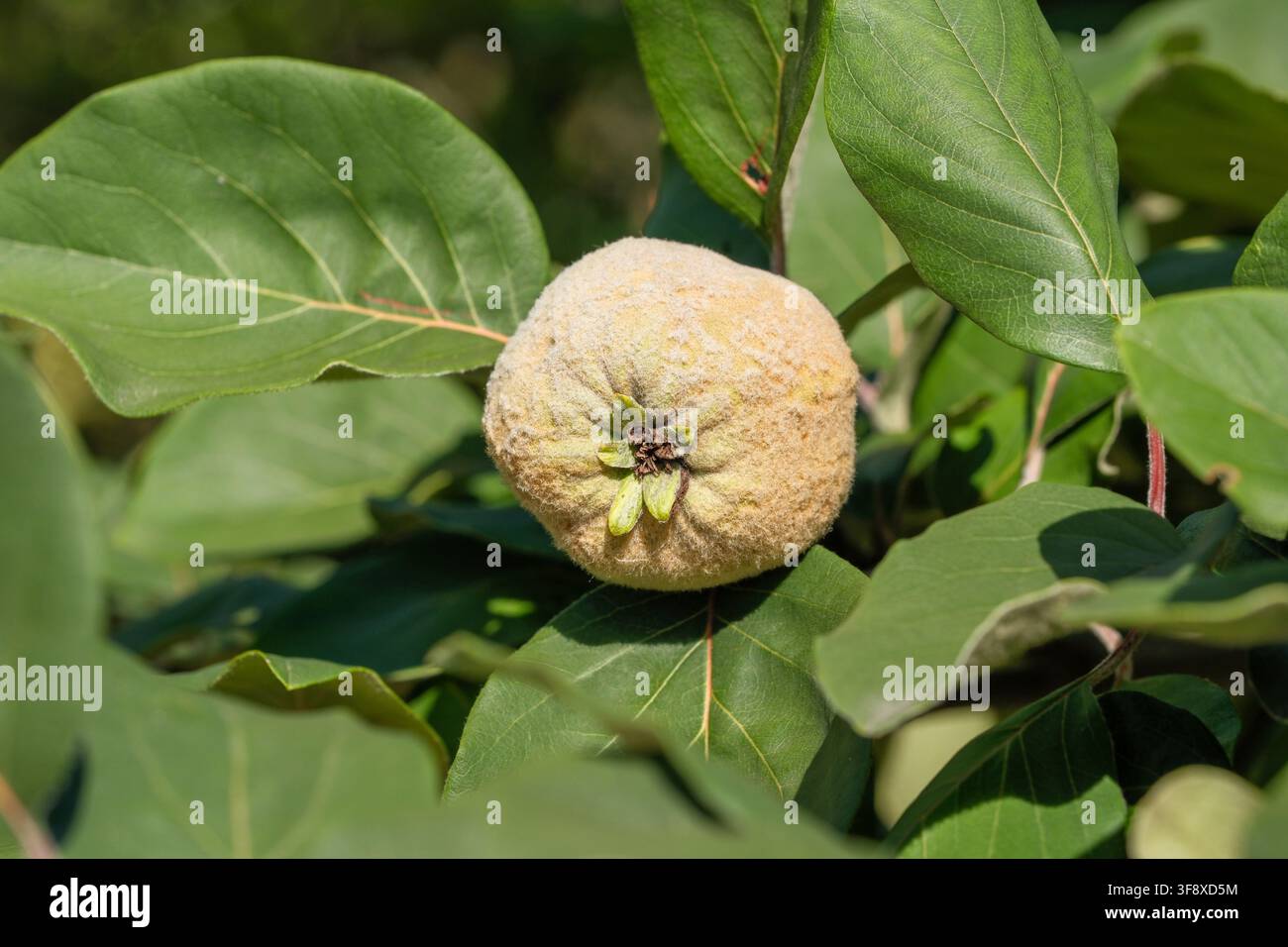 Makroaufnahme einer einzelnen reifenden grünen Quitte, Cydonia oblonga, die an einem Ast hängt, umgeben von großen frischen Blättern. Diese hochwertige Agri Stockfoto