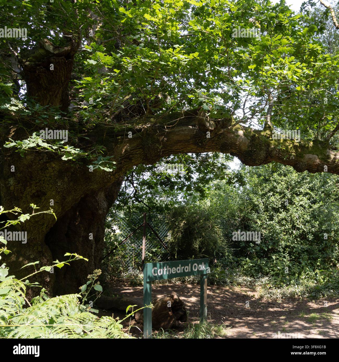 Kathedraleneiche, uralter EichenVeteran im Savernake Forest, Wiltshire, England Stockfoto