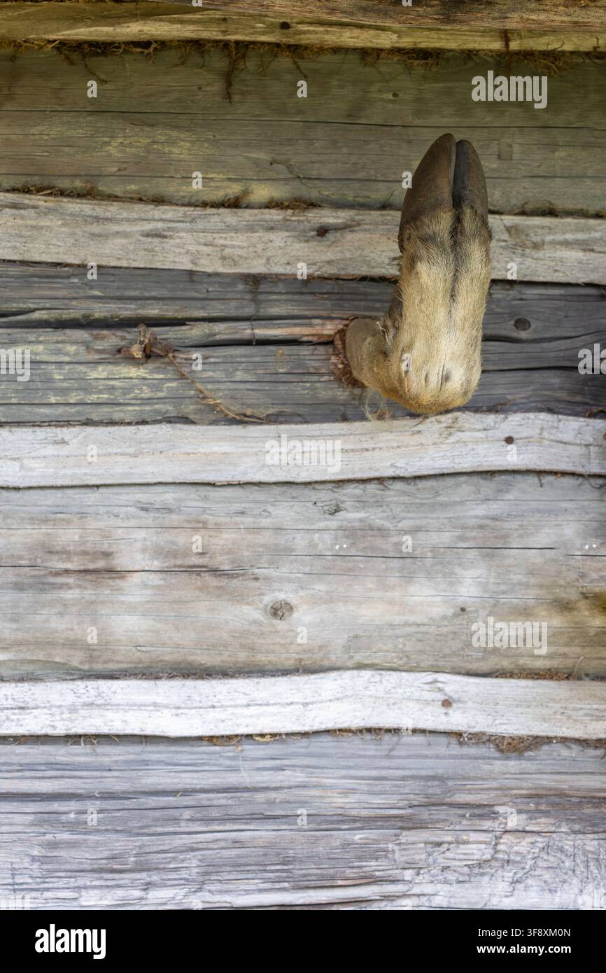 Ein konservierter Hirschhuf ist an einer Außenwand angebracht, die aus groben, horizontalen Holzstämmen gebaut ist und reichlich Kopierraum bietet Stockfoto