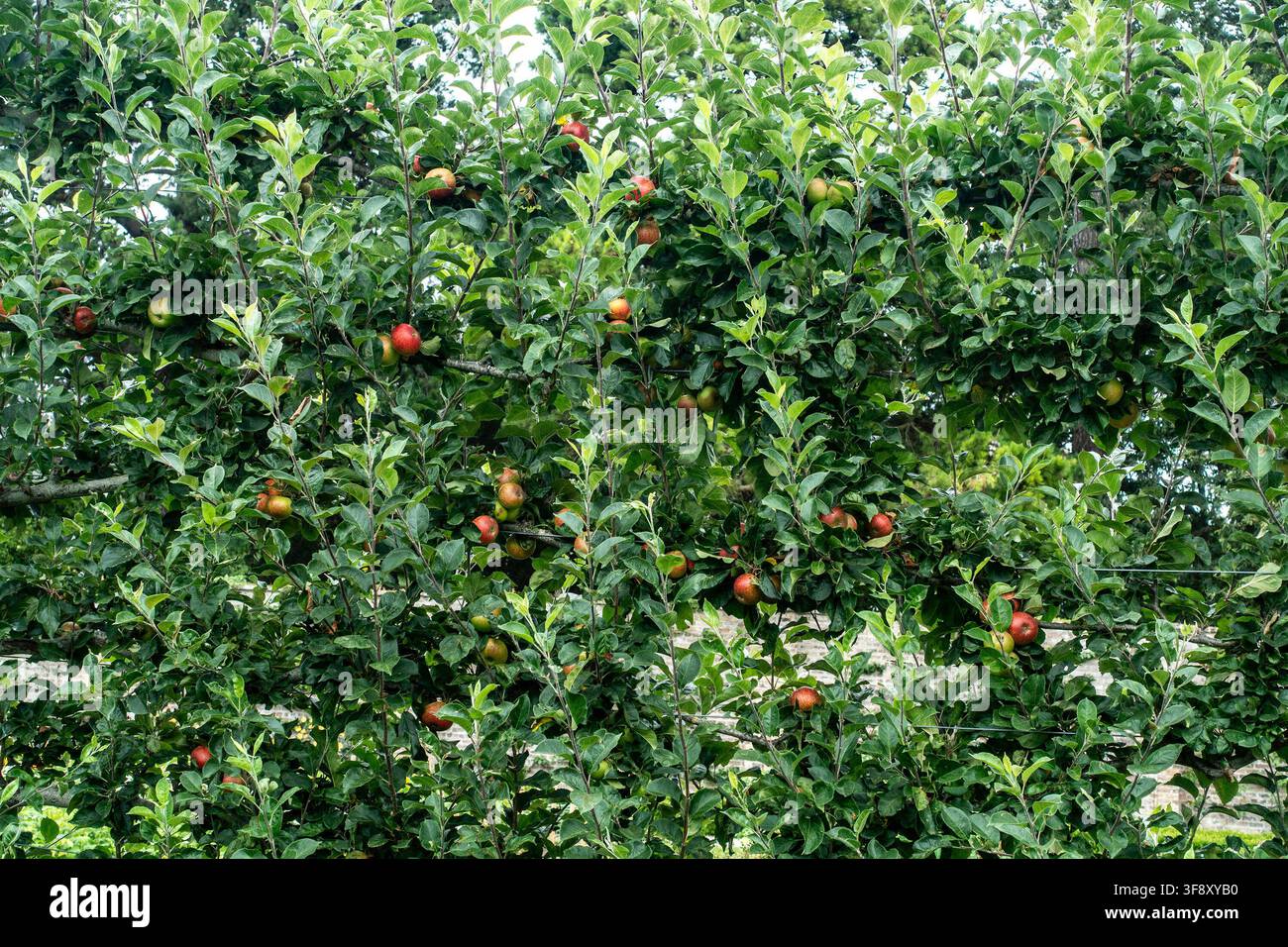 Rote und grüne Äpfel wachsen an einem belaubten Spalier-Obstbaum in einem ummauerten Garten. Stockfoto