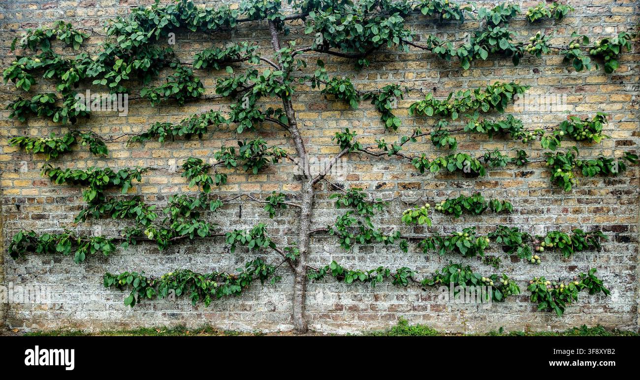 Ein Spalier-Obstbaum mit grünen Blättern und kleinen Pflaumen wächst an einer alten Backstein-Gartenmauer. Stockfoto